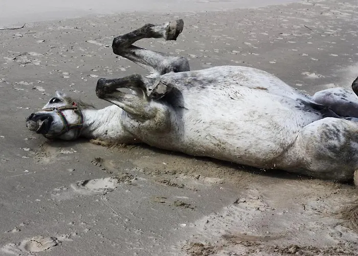 Aldona W Jantarze Jantar